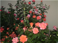 f2b55bb3-Picture 6269.jpg